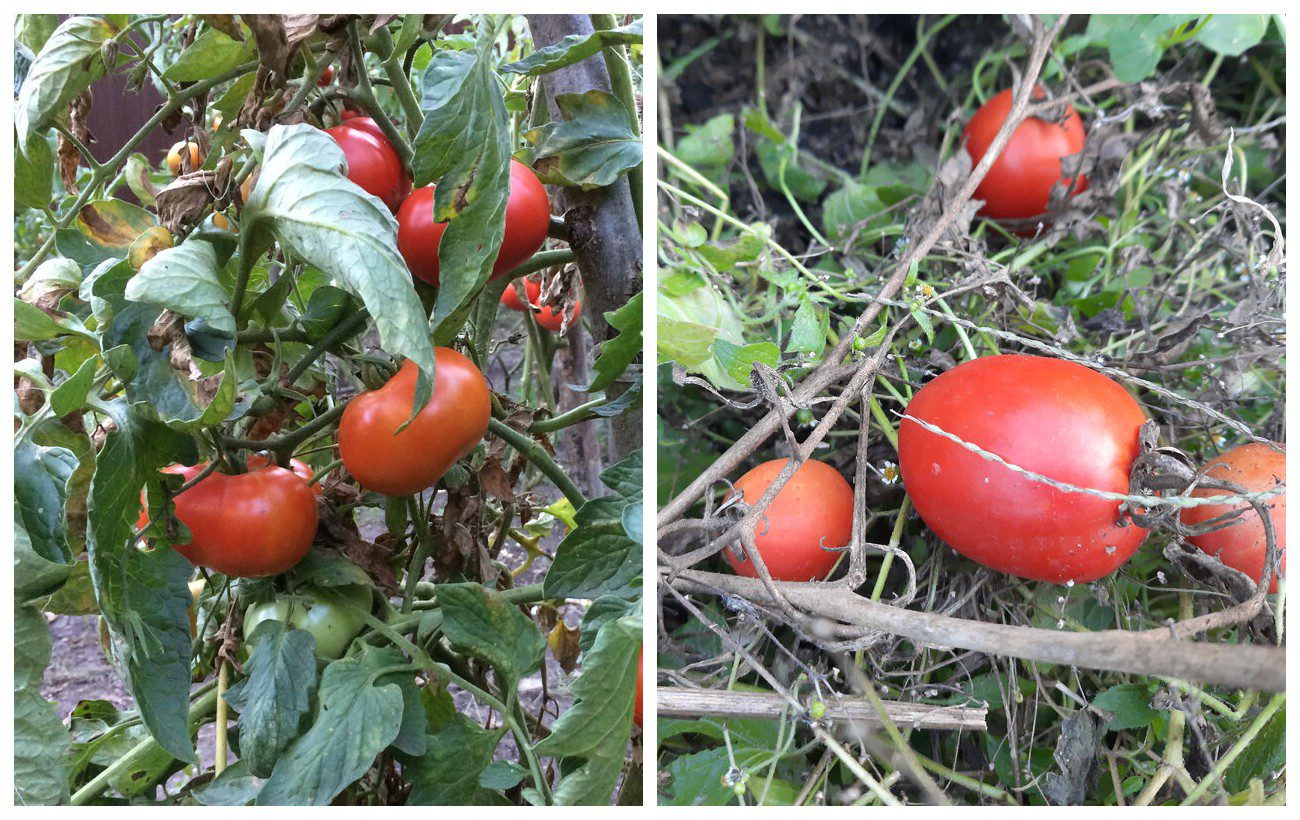 Який сорт томатів можна висадити під зиму