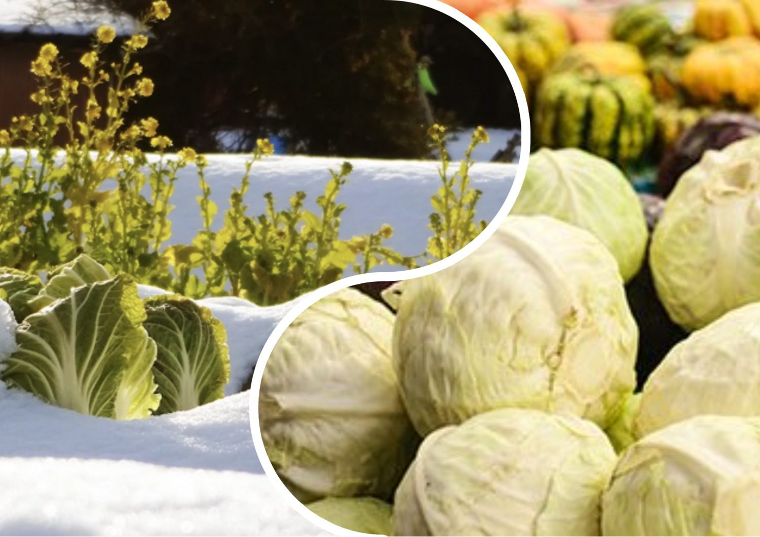 Городники розповіли, які мінусові температури витримує капуста