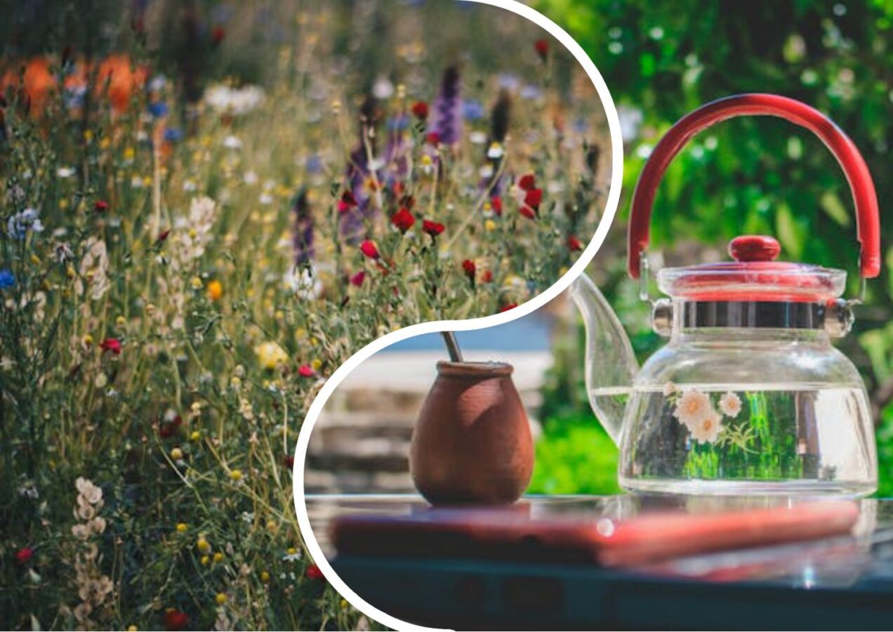 Експерти розповіли, які бур'яни можна вживати в їжу