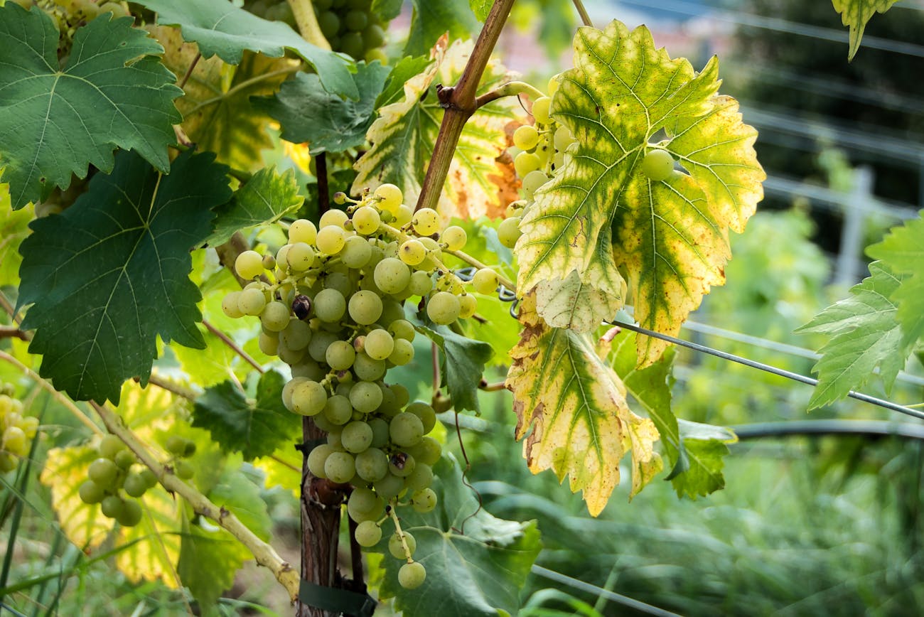 Садівники розповіли про ознаки дефіциту живлення винограду