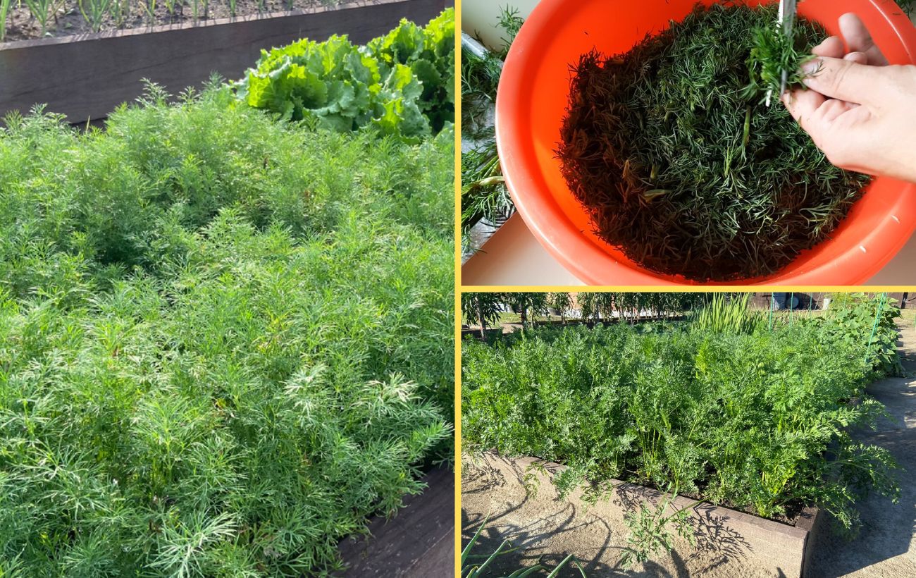 Городники розповіли про технологію посіву кропу під зиму