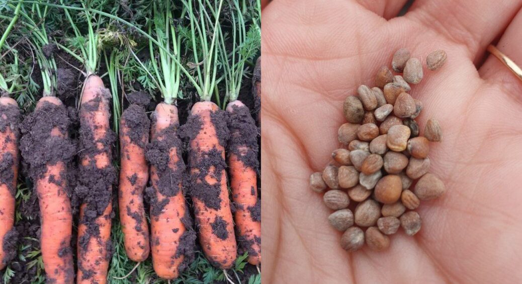 Закинула 3 жмені насіння в ґрунт восени – і моркву збираю на місяць раніше: працює “безвідмовно” вже 7 років 