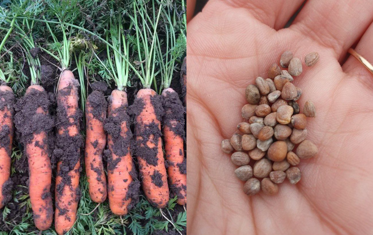 Які овочі можна сіяти восени для кращої врожайності