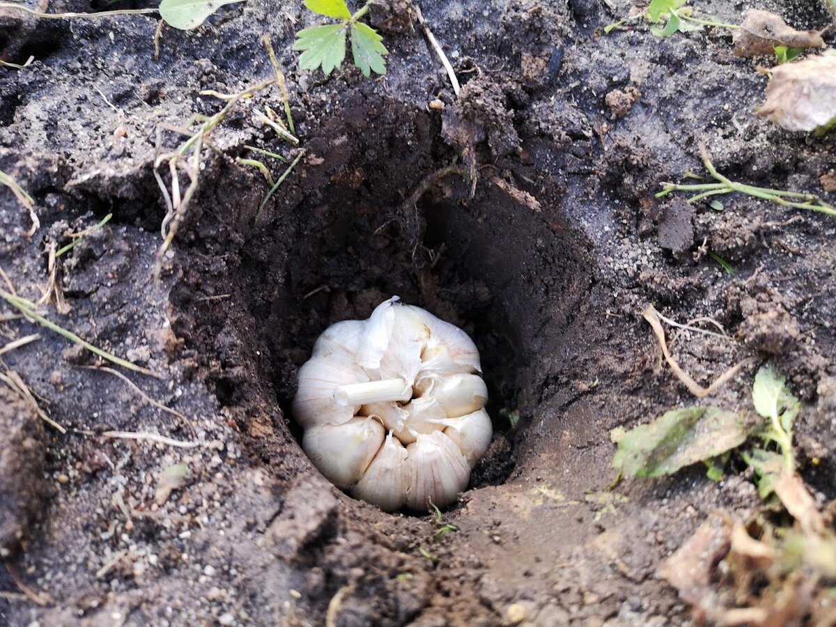 Експерти розповіли, чому не варто садити часник восени