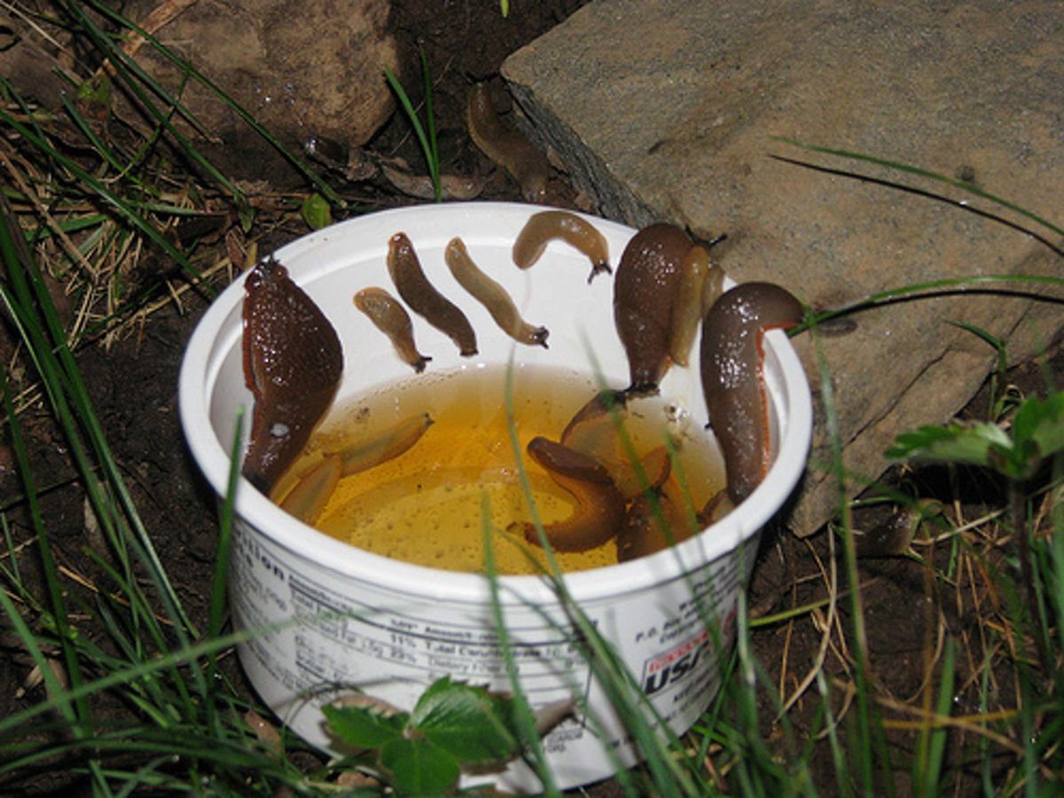 Експерти розповіли, як позбутись від слимаків та мурах на грядці доступним засобом за ніч