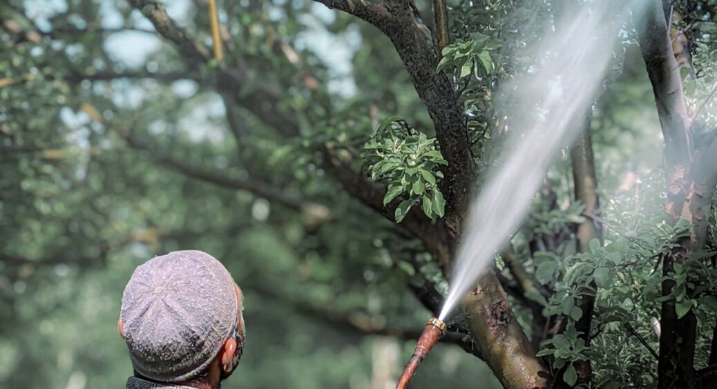 Сад спить спокійно, бо я вчасно ним займаюсь: секрет у викорінюючій обробці дерев протягом вересня-жовтня 