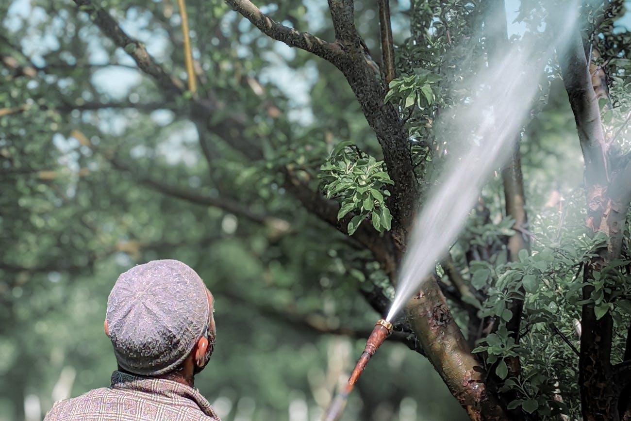 Садівники розповіли про викорінюючу обробку плодових дерев восени
