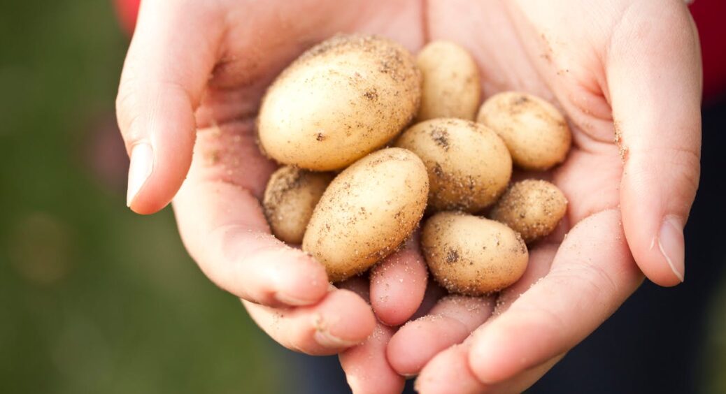 Простий трюк із цибулею врятує урожай картоплі в погребі: бульби не гниють і не проростають до весни 