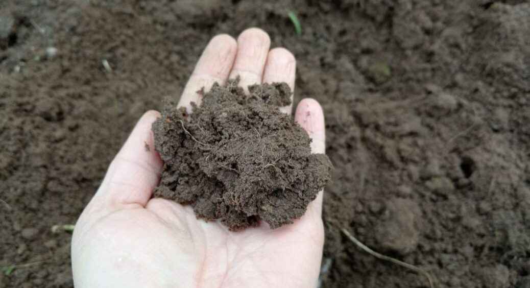 Раз на 5 років органіка, раз на 2 роки азофоска – сусідка розкрила схему родючої землі без хімії 