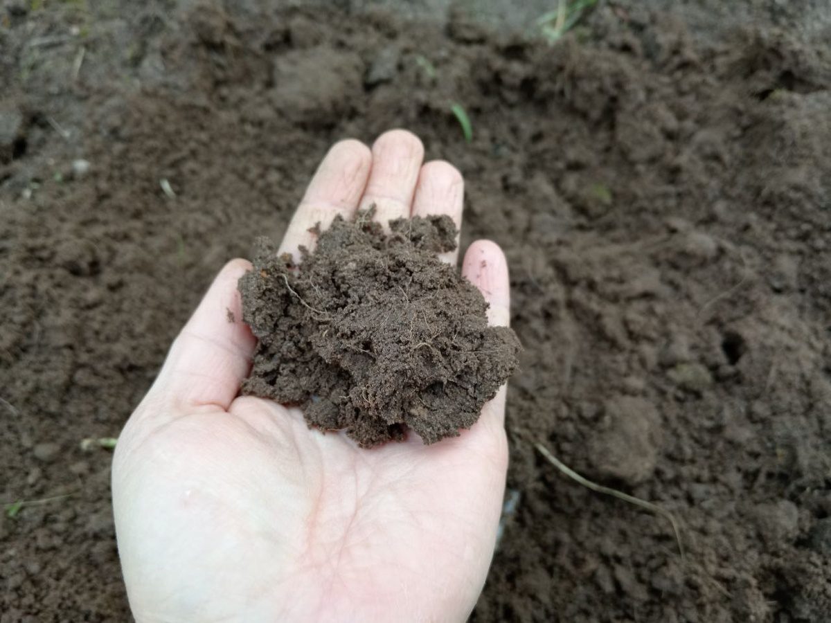 Експерти розповіли, як правильно підготувати восени землю до зими