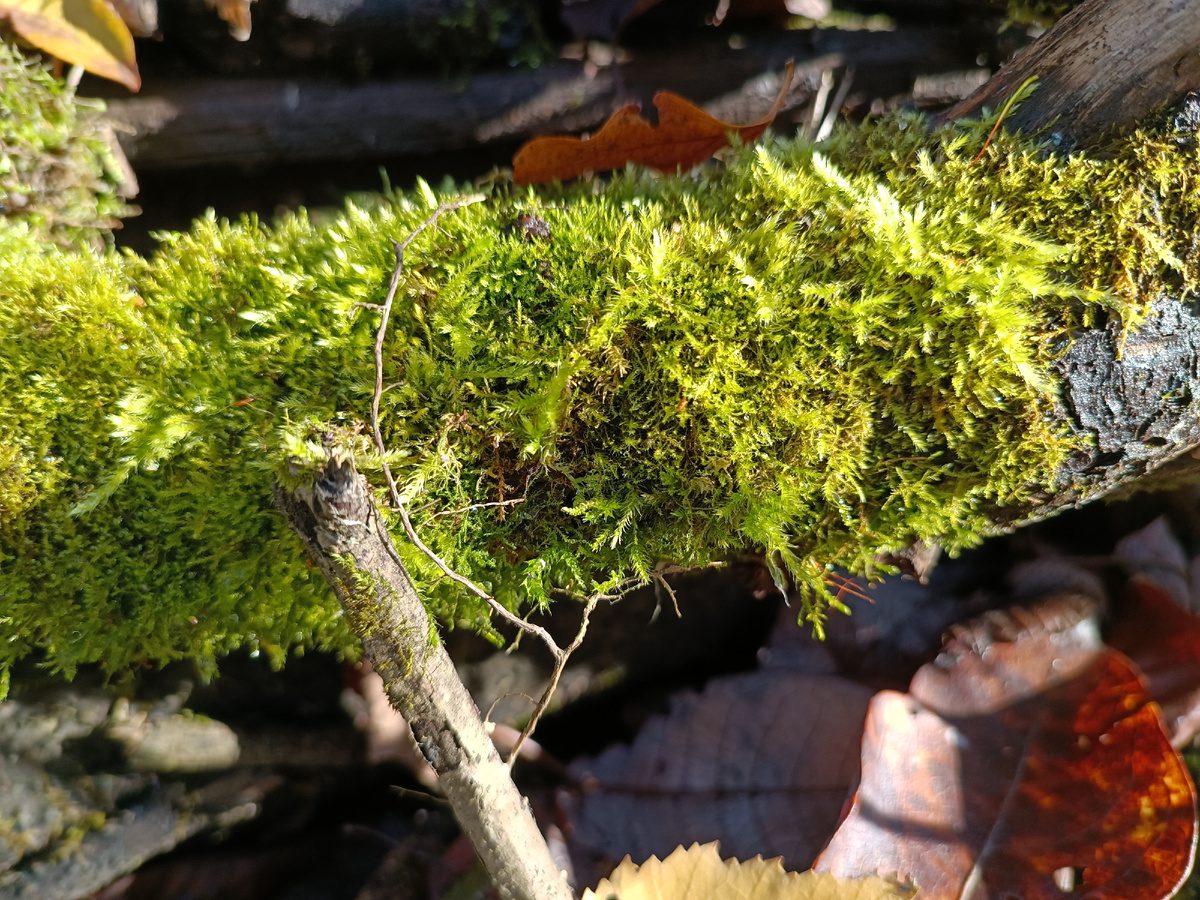 Експерти розповіли, як легко позбутися моху та лишайників