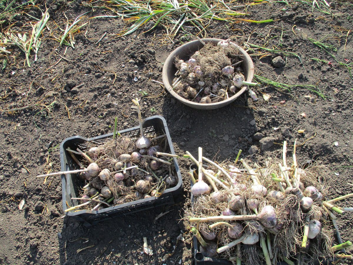 Експерти розповіли секрети вирощування озимого часнику 