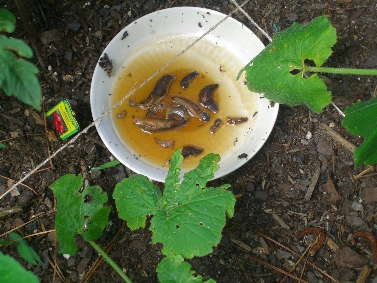 Експерти розповіли, як позбутись від слимаків та мурах на грядці доступним засобом за ніч