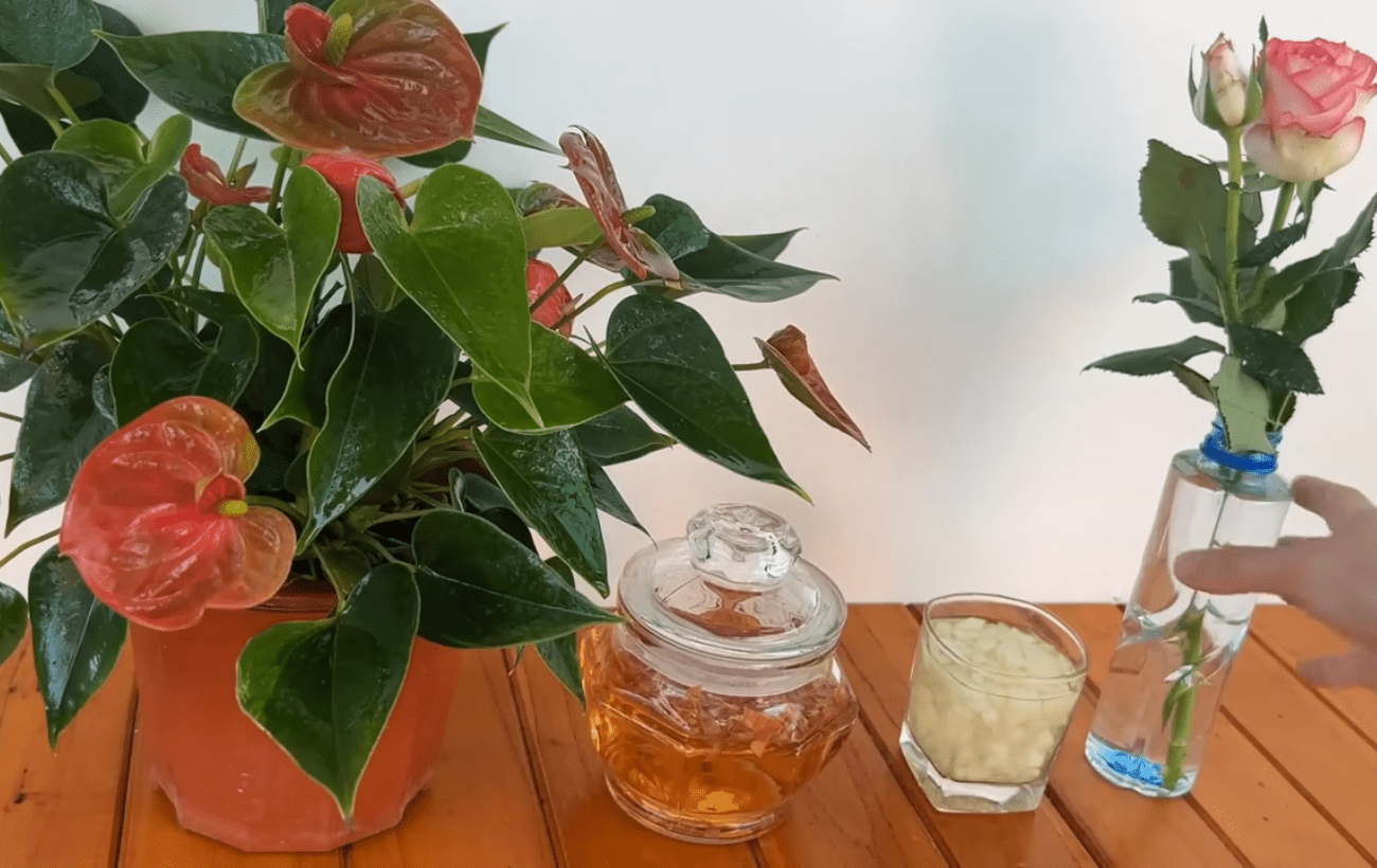 Квітникарі поділились цікавим способом укорінити троянди