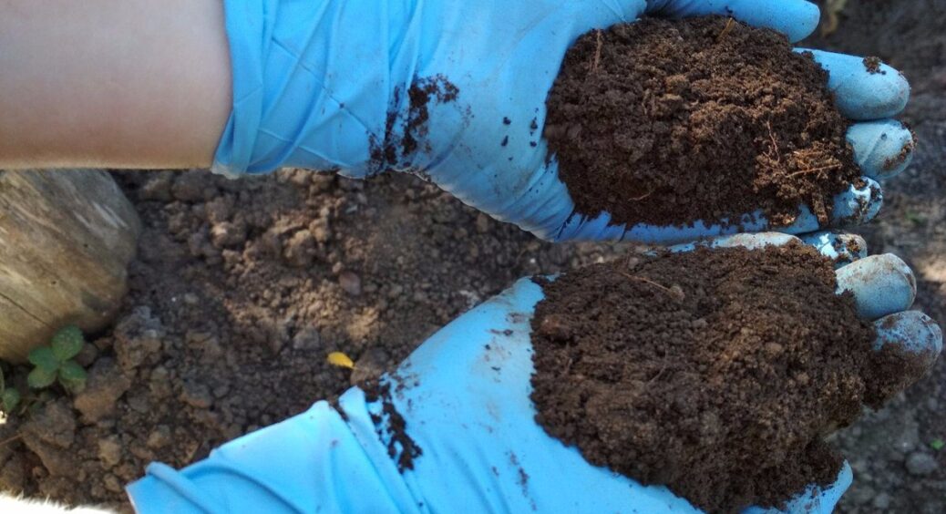 Буде м’якше лебединого пуху: розкидала по ділянці дешеве добриво, щоб захистити ґрунт на всі 3 місяці зими 