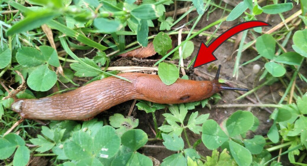 Цей засіб за 1 ніч прибрав слимаків та мурах з ділянки: всього 1 інгредієнт, а ефективніший за інсектициди 