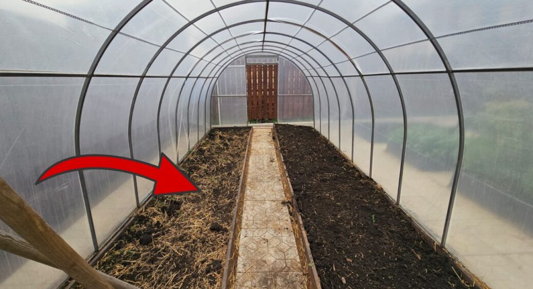 Після сезону теплиця потребує уваги: 300 мл перекису на відро й посів гірчиці – ґрунт оздоровлюється 