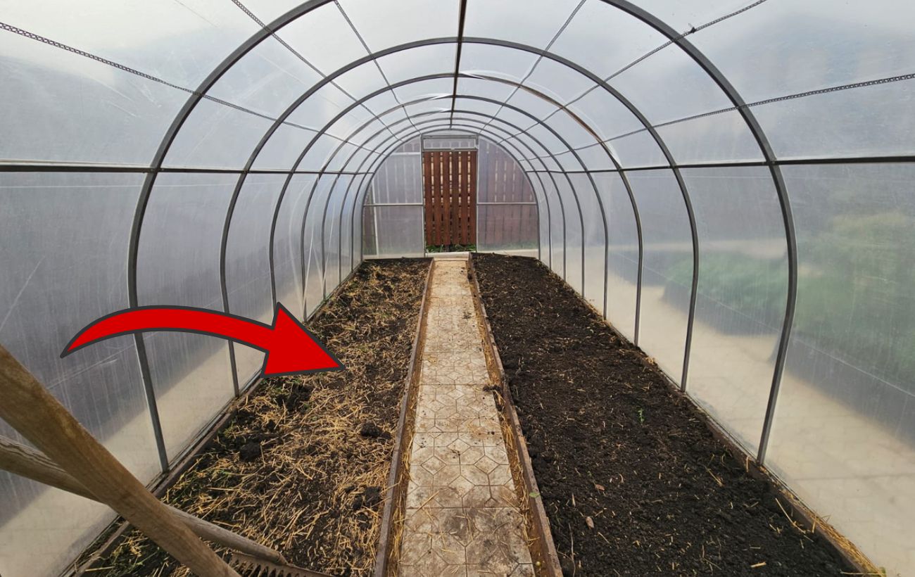 Городники розповіли, як позбутися білокрилки в теплиці