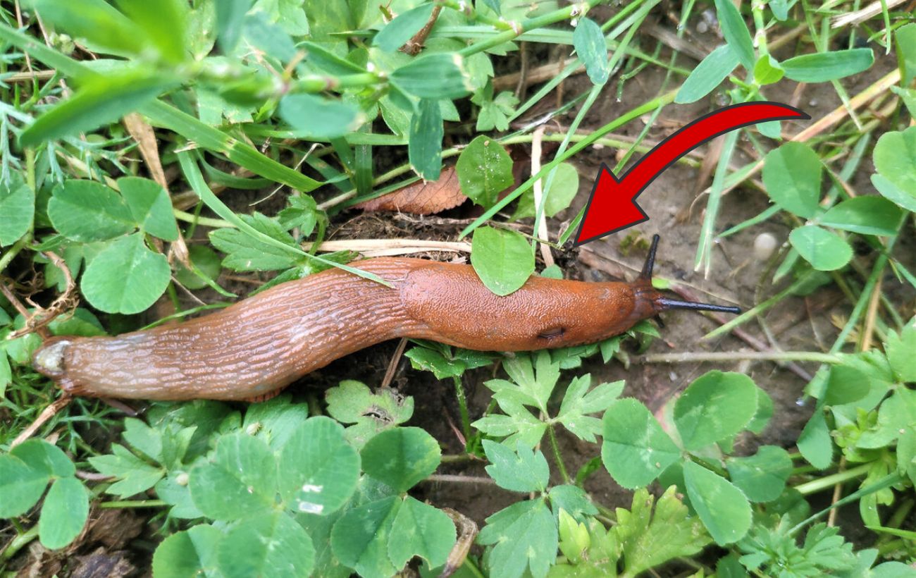 Як позбутись від шкідників на ділянці