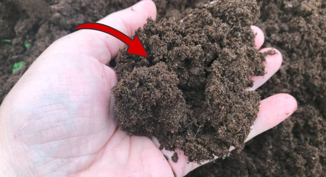 Генеральна “чистка” ґрунту від фітофтори восени: не сидерати, не сухі суміші. 1 інгредієнт витравить грибок 