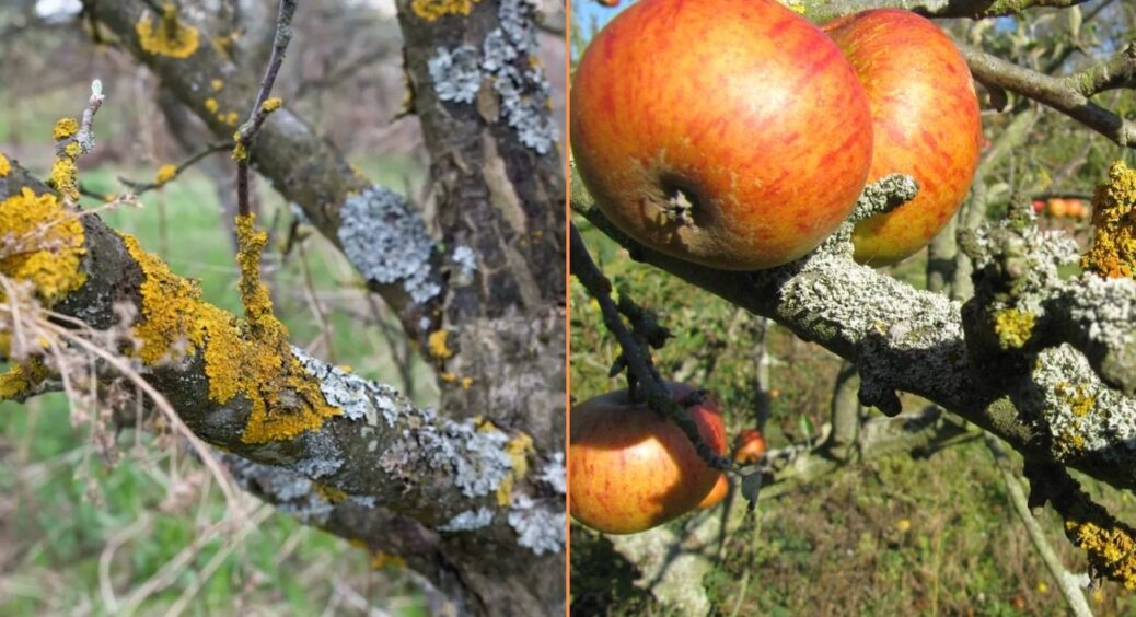 Дерева будуть дихати “на повні груди”: 2 перевірені способи, як позбутись від моху та лишайника на корі 