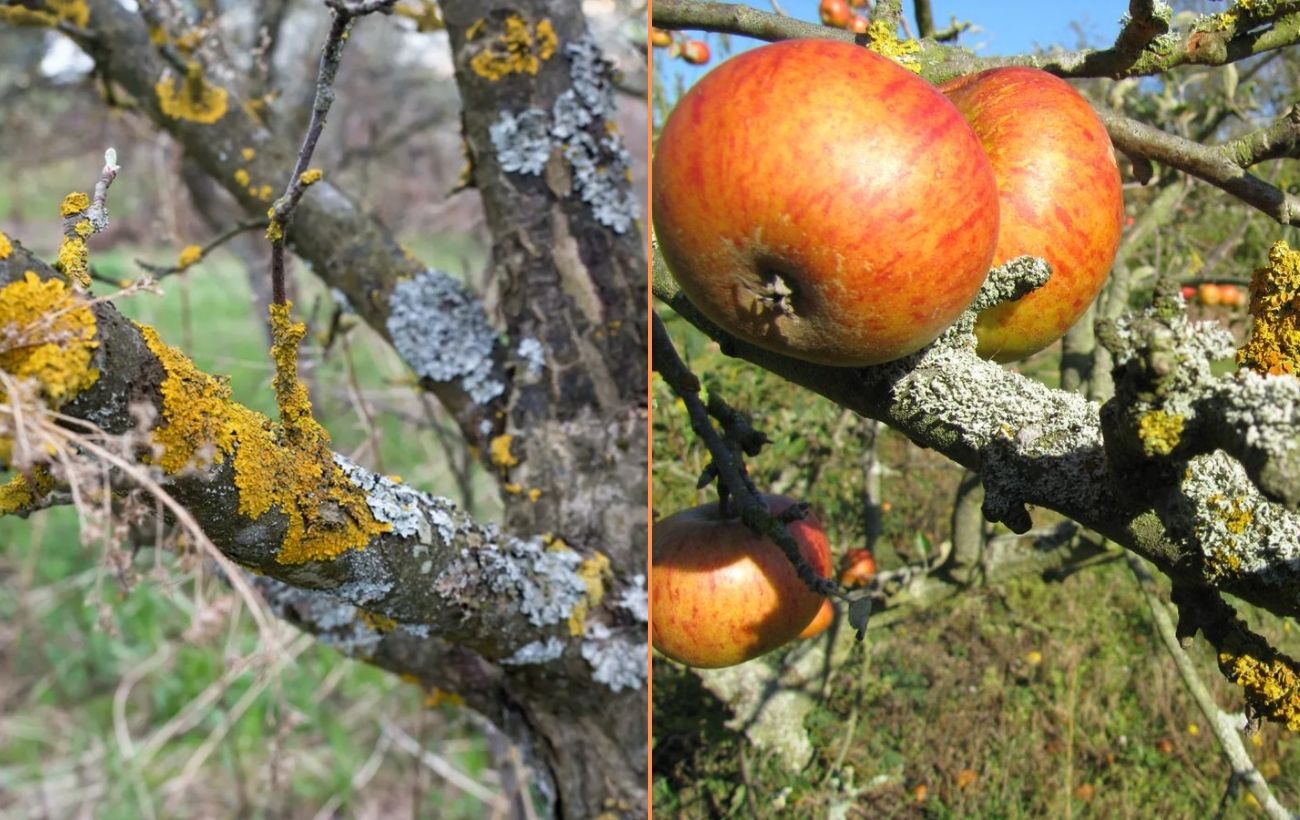 Садівники розповіли, як обробити фруктові дерева від моху й лишайника восени
