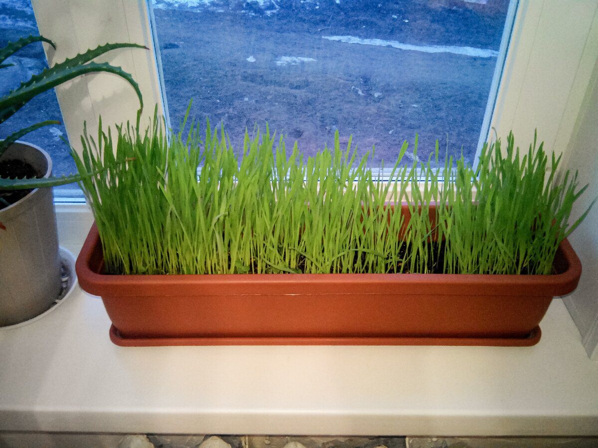  Городники назвали дієве добриво для вирощування зелені на підвіконні 