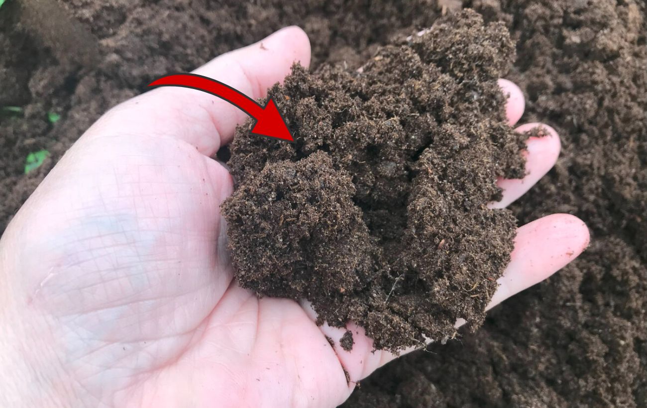 Городники розповіли, як у листопаді зробити профілактику фітофтори на наступний сезон 