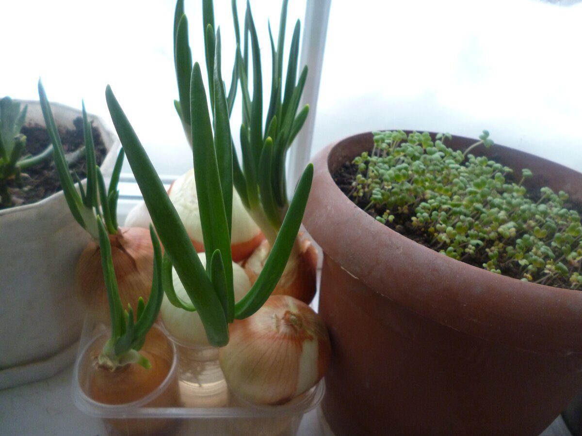 Експерти розповіли, як виростити зелень на підвіконні швидко та без особливого клопоту