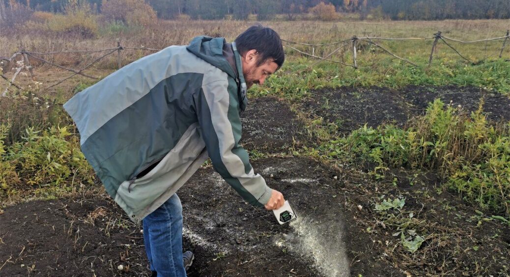 Перекопую грядки восени за “дідівським” методом – і шкідники гинуть самі, а врожай зростає у 3 рази 