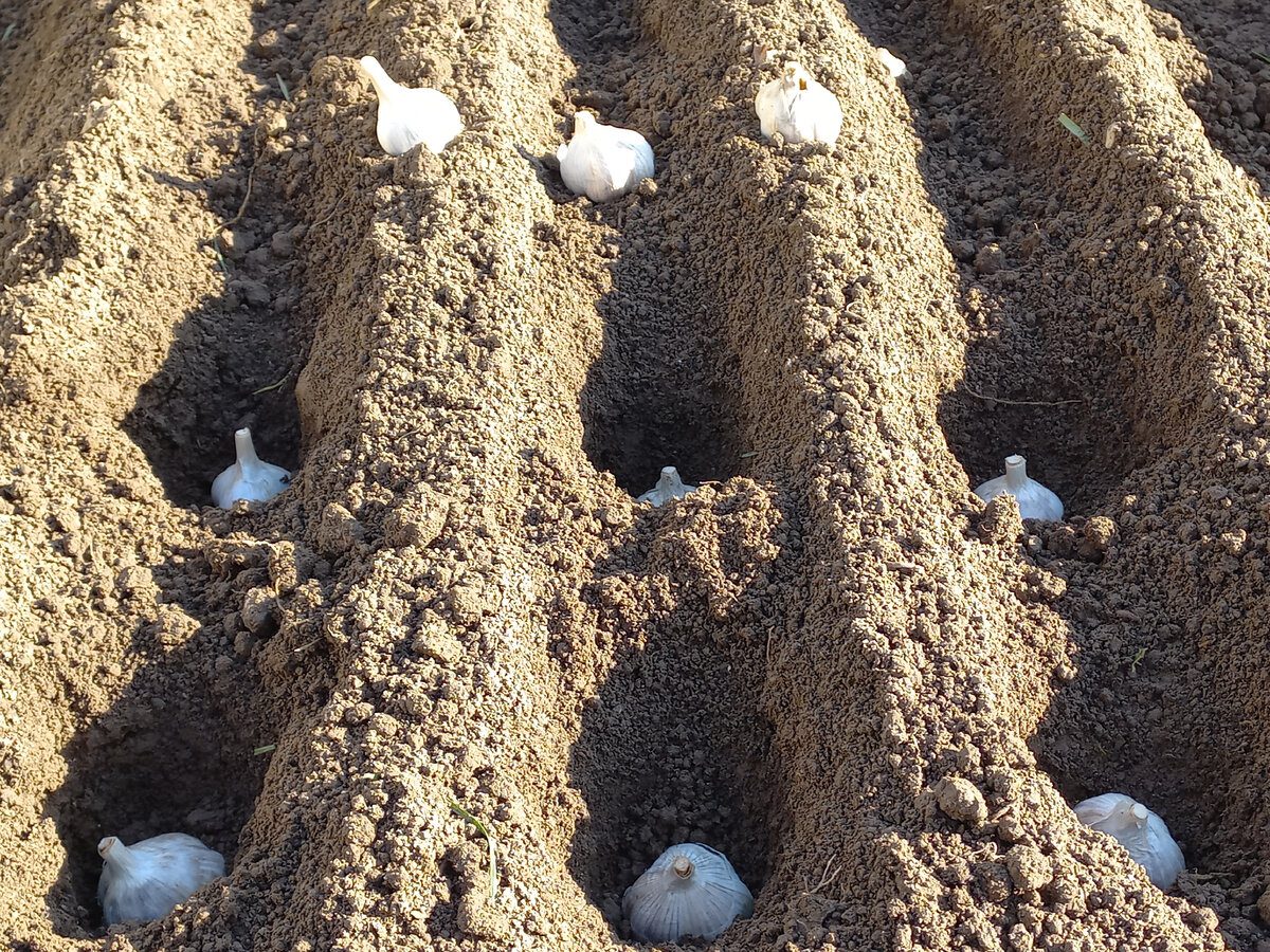 Городники розповіли, чим підживити ґрунт перед посадкою озимого часника