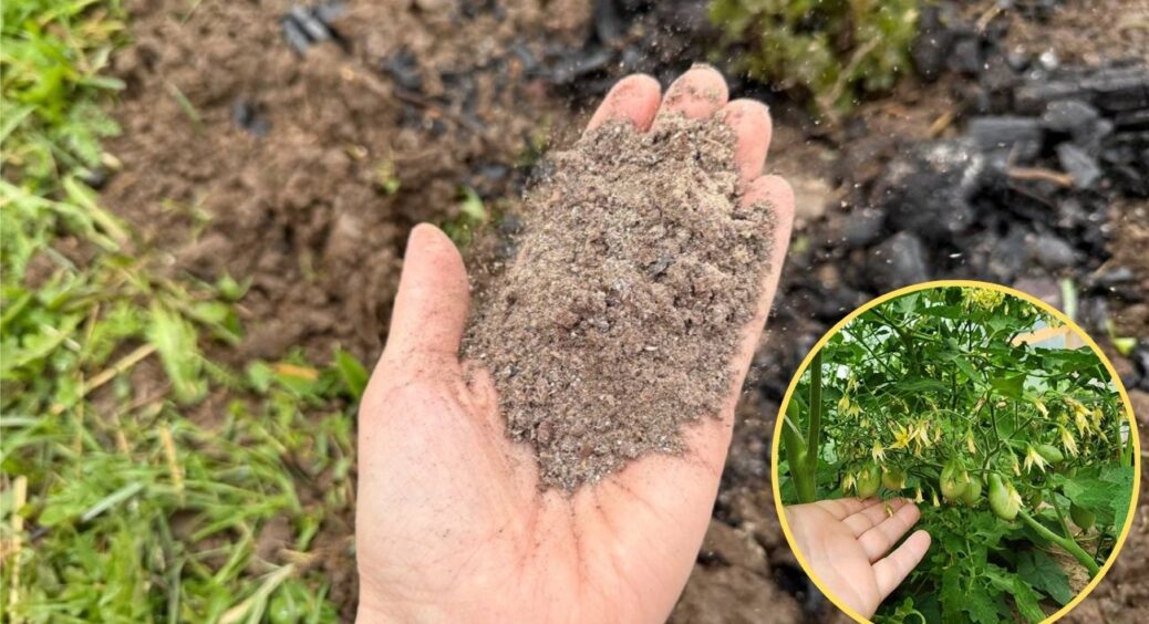 Розкидую по 1 жмені борошна кожні 5 метрів грядки у жовтні: навесні врожай “пре” на 85% більше 