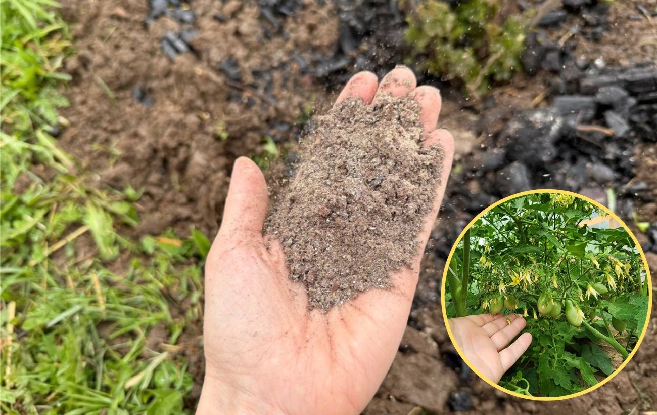 Експерти розповіли, яке добриво може нашкодити городу
