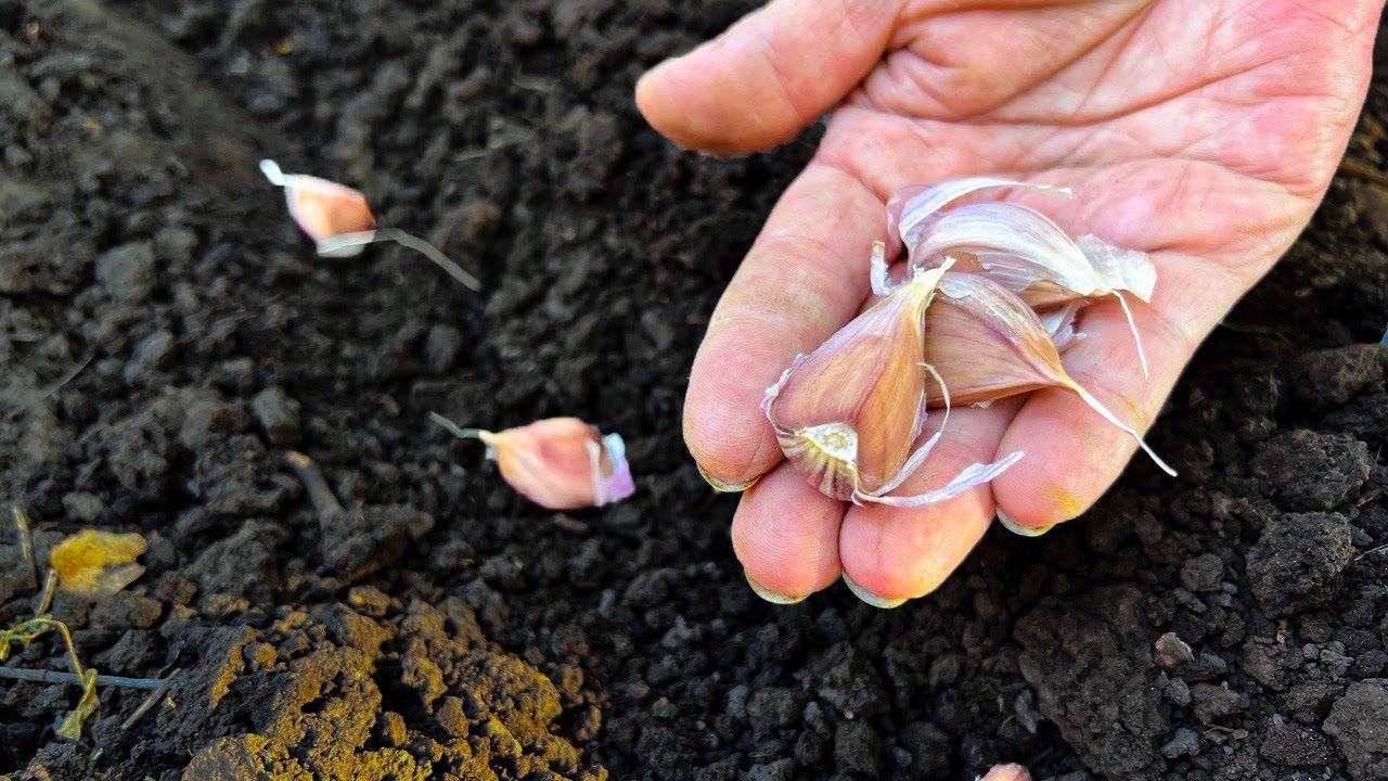 Городники розповіли, які культури варто сіяти вже зараз
