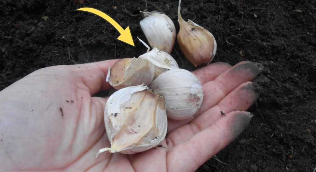 Посадила “на пробу” 10 зубчиків озимого часнику й не повірила очам: головки, як кулак – без перегною та гною 