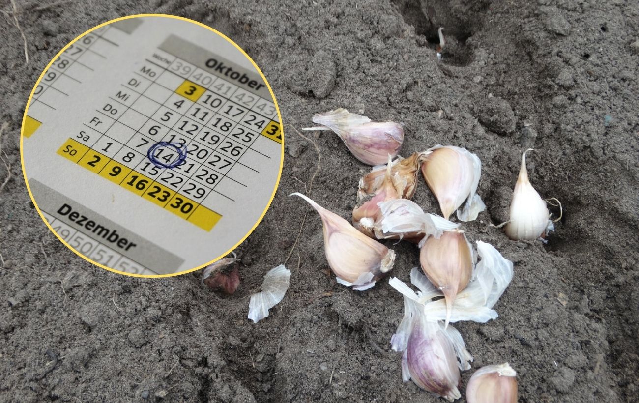 Коли висаджувати озимий часник