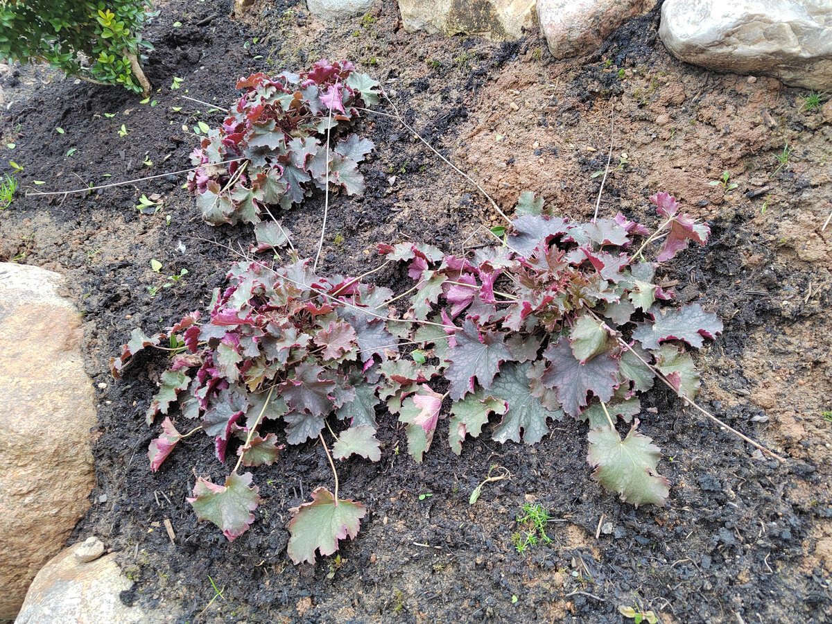 Квітникарі розповіли, як правильно доглядати за багаторічниками, аби вони рясно цвіли