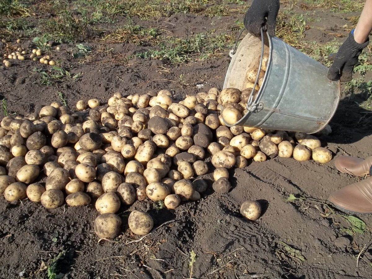 Експерти розповіли, як швидко очистити овочі від ґрунту та бруду без клопоту