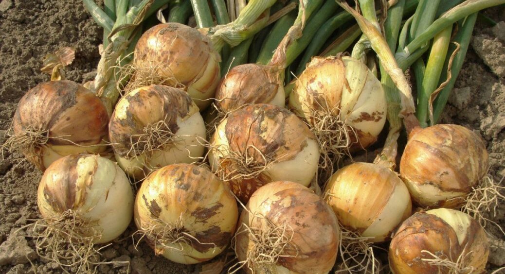 Збиратимете цибулю так – згниє кожна цибулина до останньої: 3 поради, які забезпечать чудову лежкість 