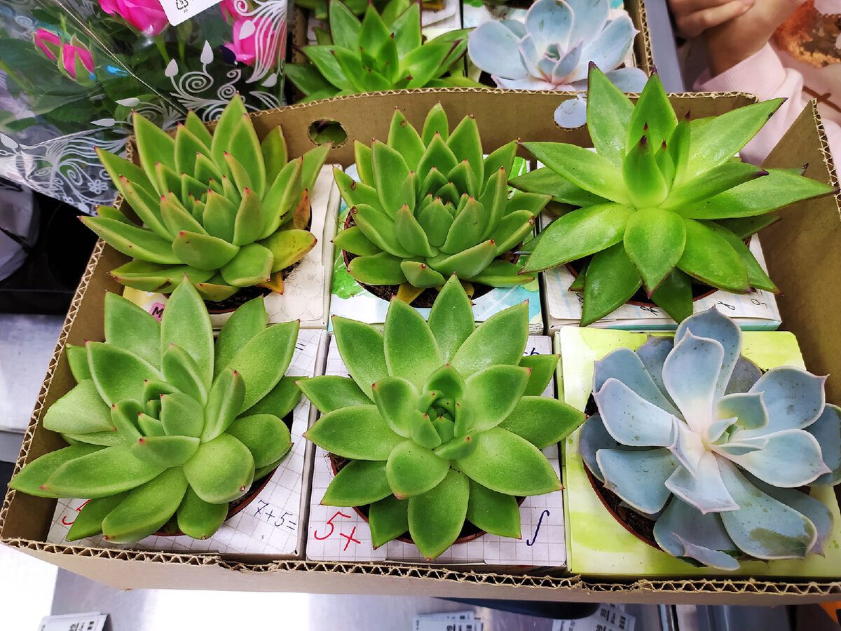 Експерти розповіли, куди поставити квітку вдома, аби залучити багатство та удачу