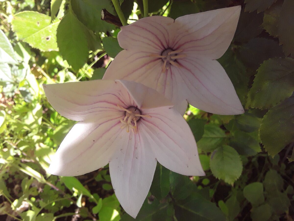 Квітникарі розповіли, як правильно доглядати за багаторічниками, аби вони рясно цвіли