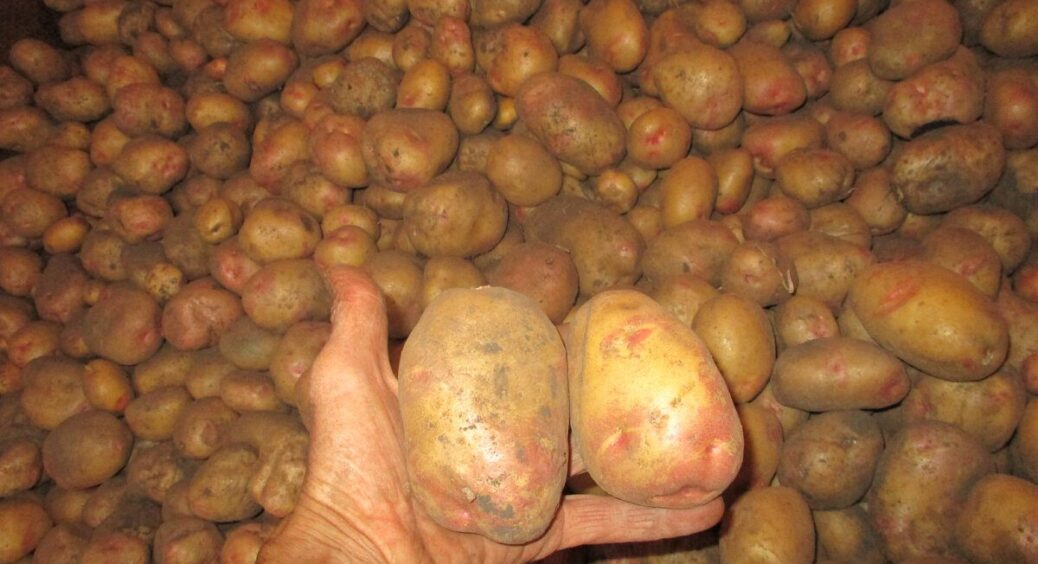 Протестувала 10 сортів картоплі – усі дали врожай понад 400 кг з сотки: список на 2026 рік уже готовий 