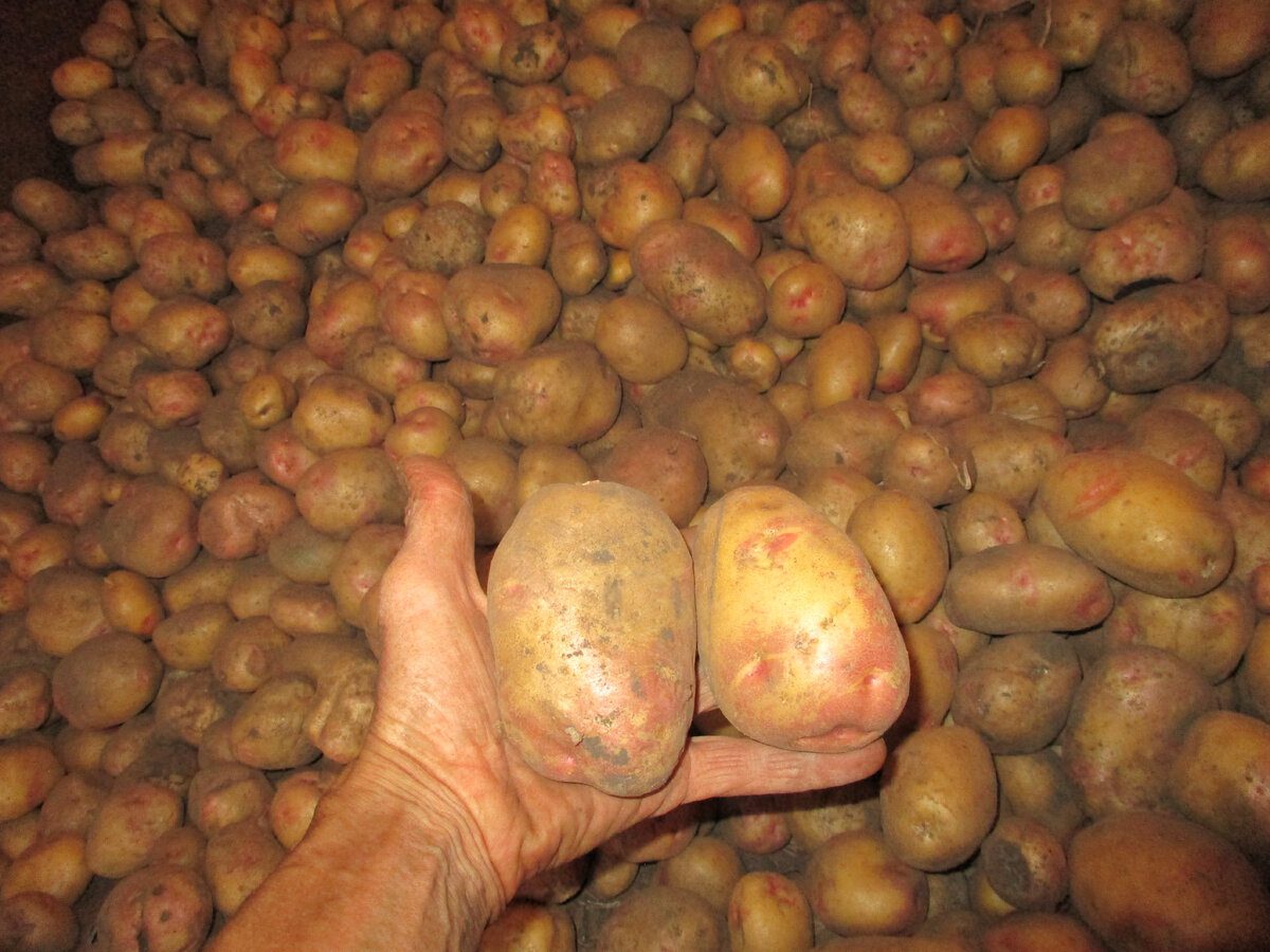 Городники розповіли, чим підживлюють грядки восени для щедрого врожаю картоплі