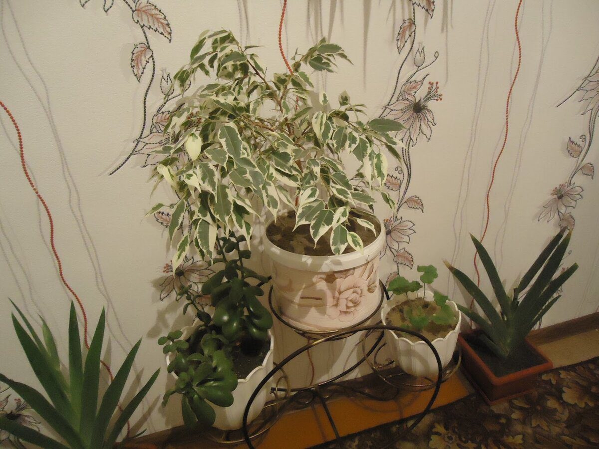 Експерти розповіли, куди поставити квітку вдома, аби залучити багатство та удачу