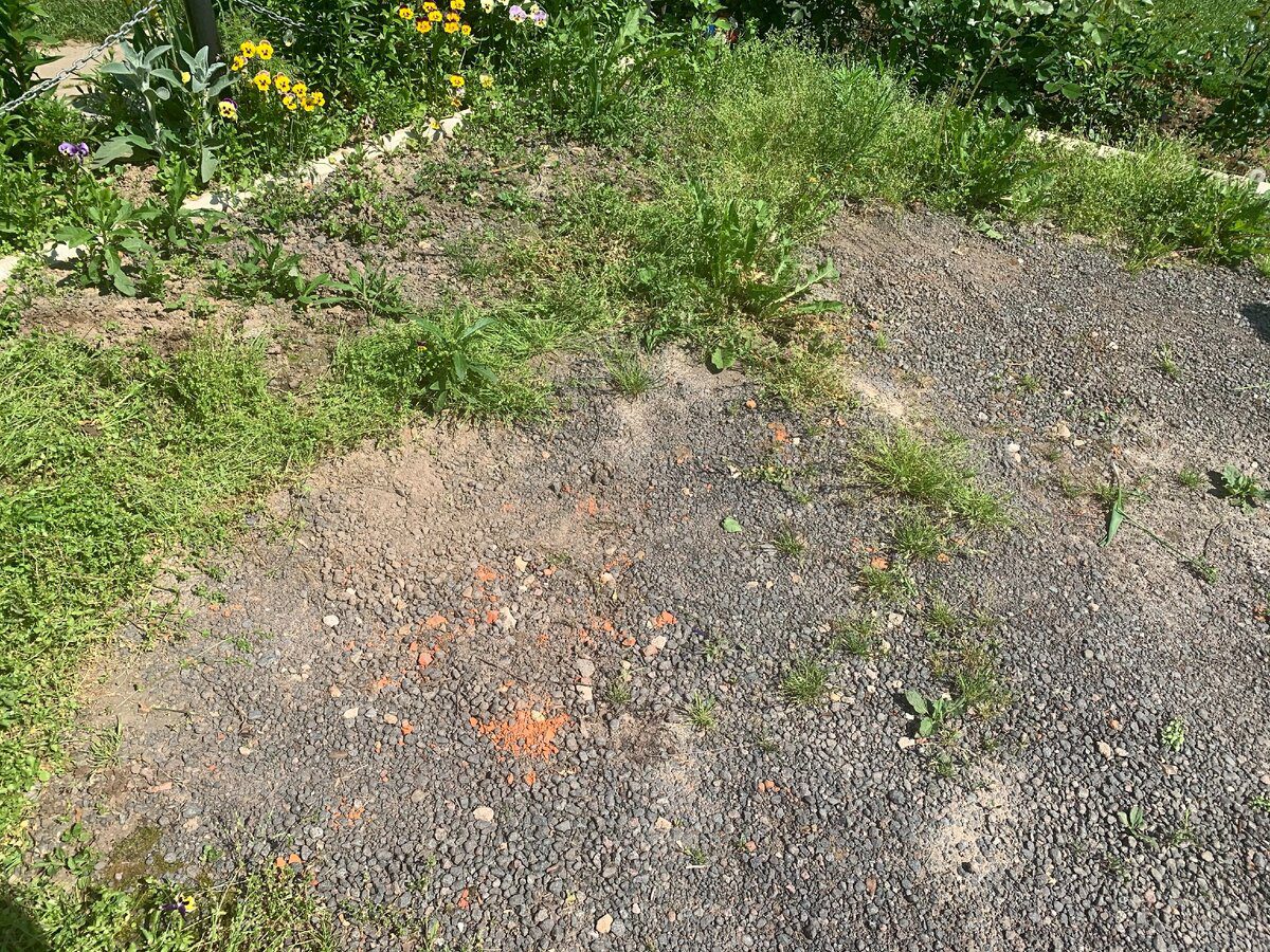 Експерти розповіли, як надовго позбутись від бур'янів на ділянці без зайвого клопоту та витрат