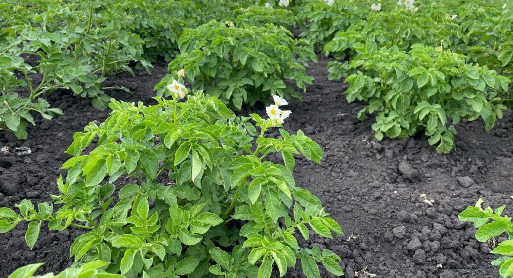 Знайшла у старій книжці закладку: 1 літр настою часнику на грядки – і фітофтора знищена вщент 