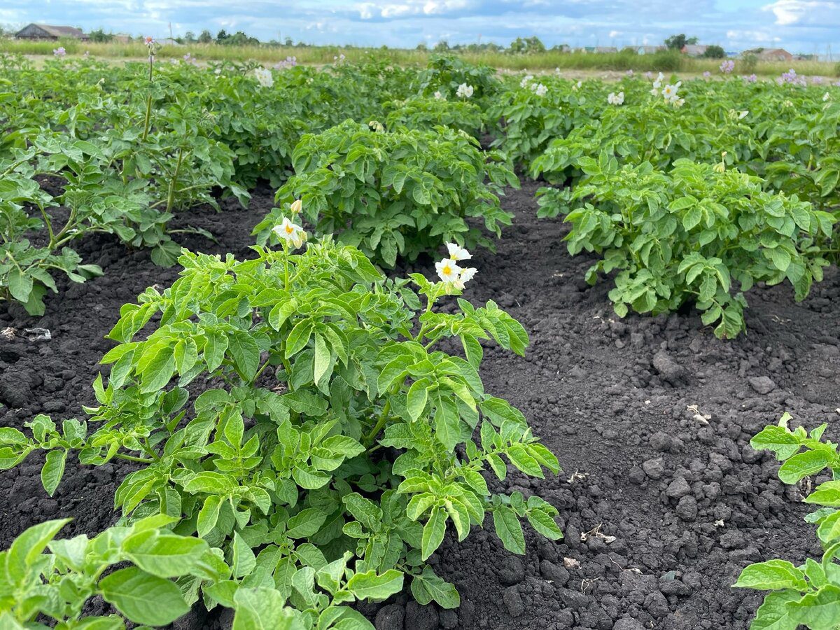 Городники назвали дієвий настій для боротьби з фітофторою на городі