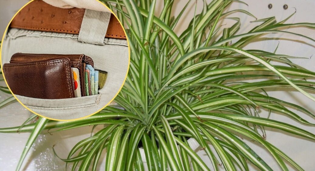 Фортуна завітає вмить: куди поставити хлорофітум для залучення багатства та удачі – 3 точки “по феншую” 