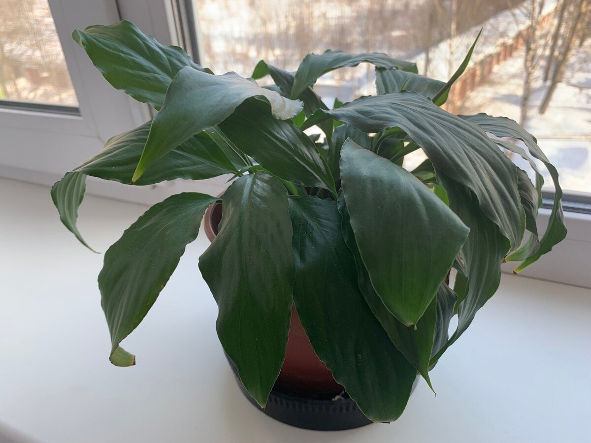 Квітникарі розповіли, чим краще удобрити спатифілум для кращого цвітіння восени