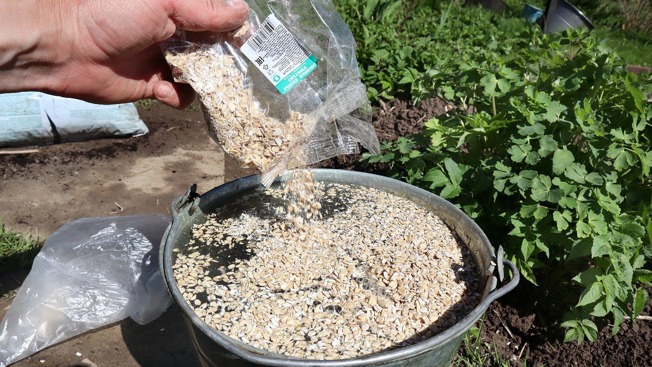 Експерти розповіли, чим можна замінити перегній на ділянці для удобрення – проста крупа допоможе
